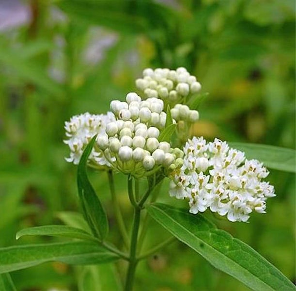 Blütenstand mit weißlichen Blüten und grünen Blättern