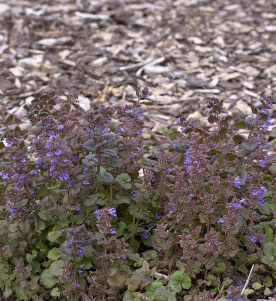 Bodendecker mit lila Blüten und Mulch im Garten