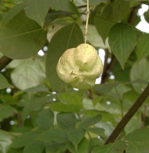 Frucht des Blasenbaums zwischen Blättern