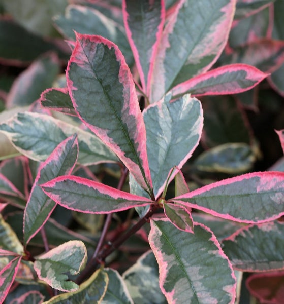 Blätter einer japanischen Lavendelheide mit Blattrandzeichnung