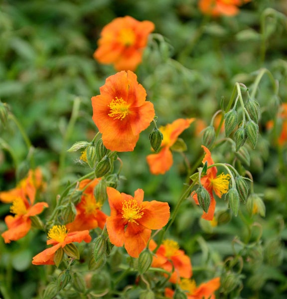 Sonnenröschen mit Blüten und Knospen