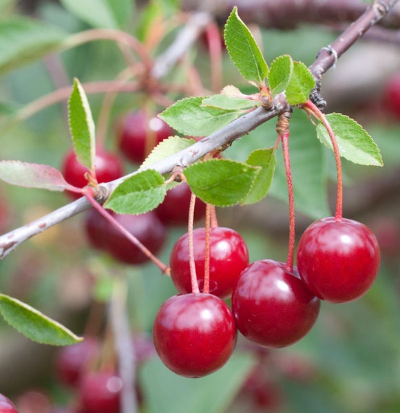 Kirschbaumast mit reifen Kirschen
