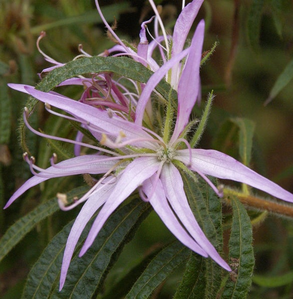 Blüte der Heterocentron elegans Gartenpflanze