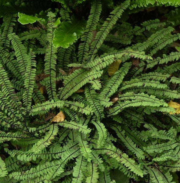 Detailaufnahme eines Farnkrauts mit filigranen, grünen Blättern