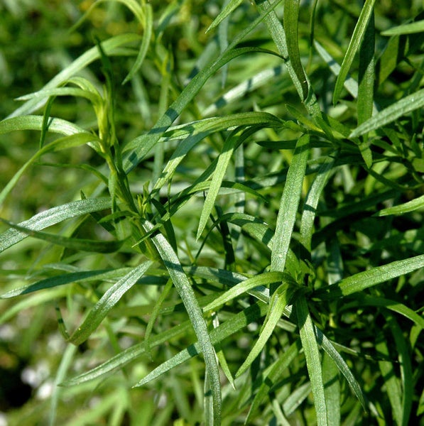 Estrahon Pflanze Nahansicht