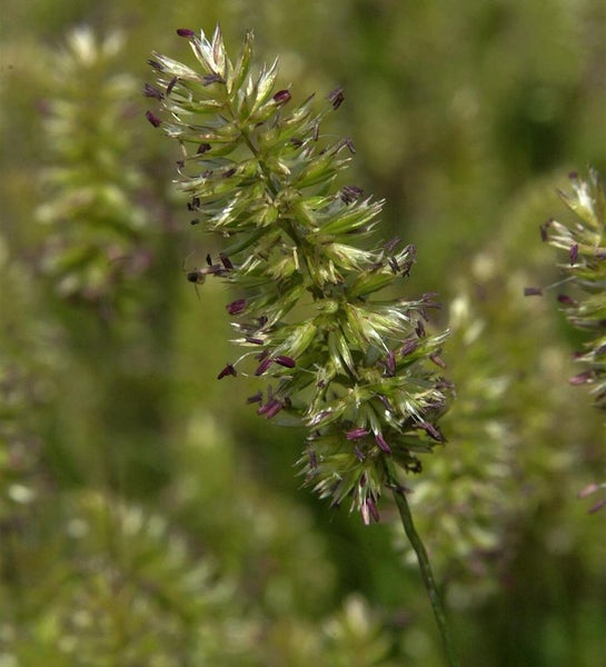 Detailaufnahme von Knäuelgras