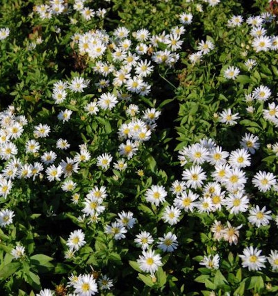 Acker-Aster mit weißen Blüten