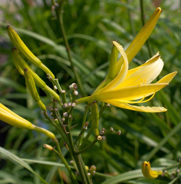 Gelbe Taglilienblüte mit Knospen im Garten