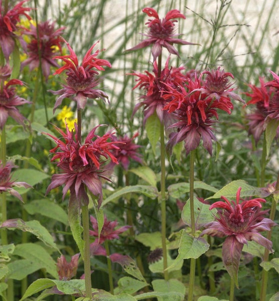 Gruppe rote Indianernessel-Blüten im Garten