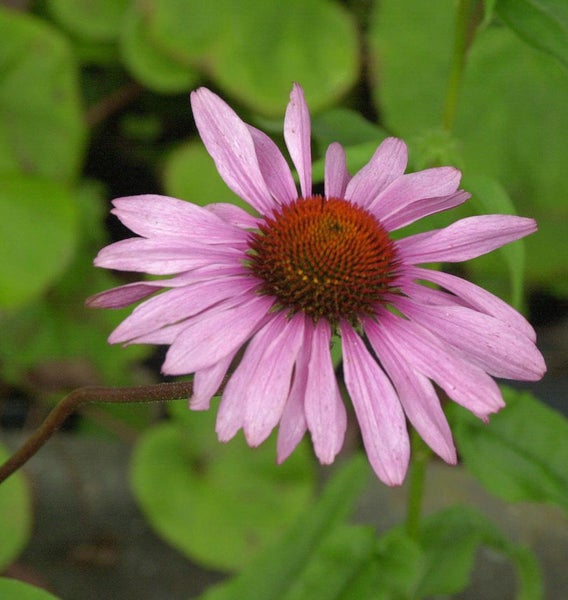 Blüte der Gattung Sonnenhut