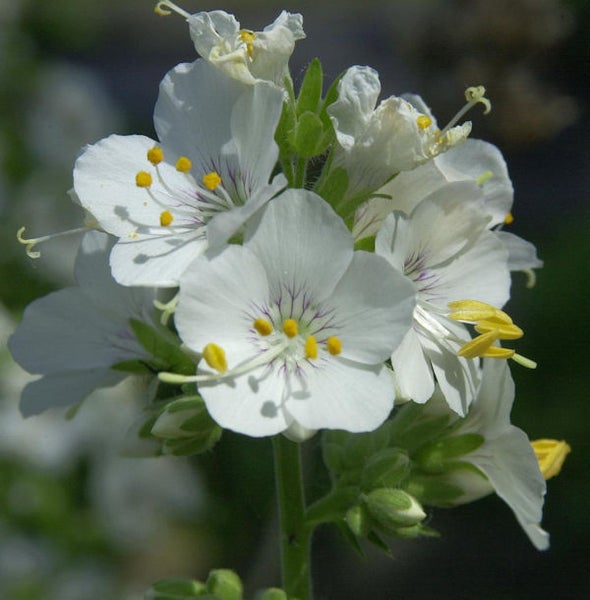 Nahaufnahme von weißen Blumen mit gelben Staubgefäßen und violetten Linien.