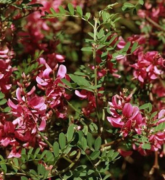 Blühende Robinie mit rosafarbenen Blüten und grünen Blättern