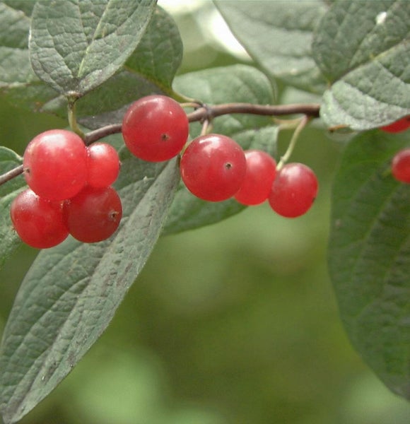 Nahaufnahme von roten Beeren an einem Strauch mit Blättern.