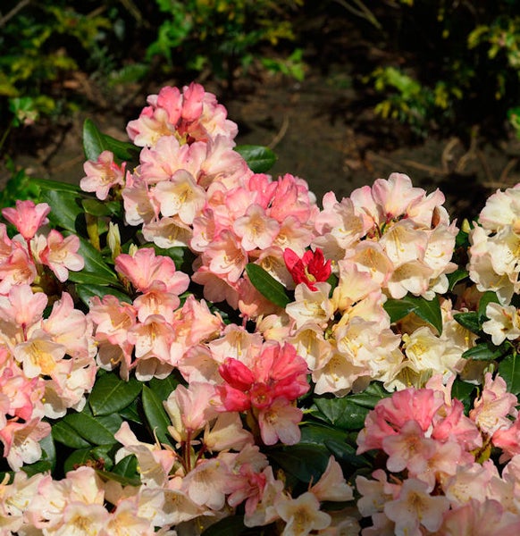 Nahaufnahme einer Rhododendronblüte mit Laub