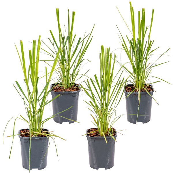 4x Cortaderia Pumila - Pampasgras - Ziergräser - Winterhart - ⌀13 cm - 20-30 cm