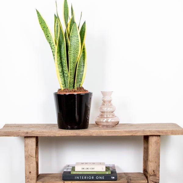 Bloomique - Sansevieria Laurentii - Bogenhanf - Sukkulenten - Zimmerpflanzen - Sehr Pflegeleicht - Höhe 60-70 cm - Topf 17 cm