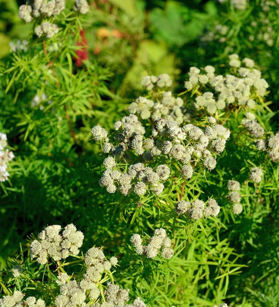 Nahaufnahme von Schafgarbe mit Blüten
