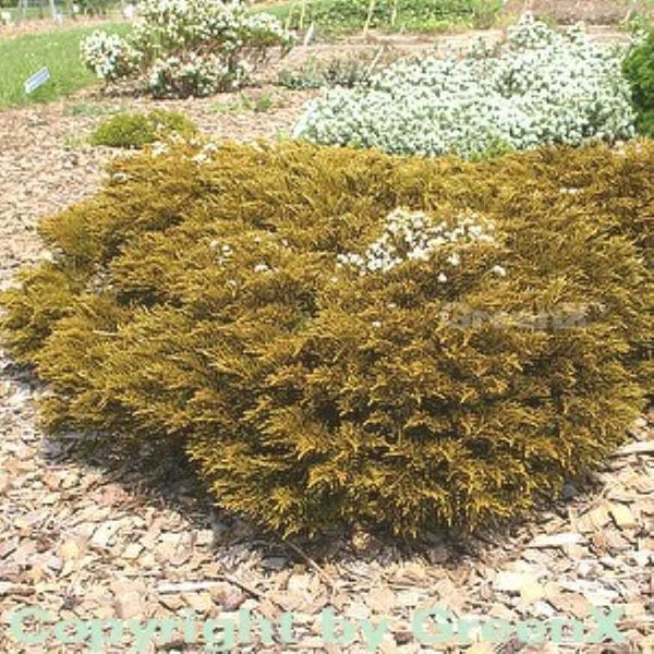 Wacholderbusch im Garten