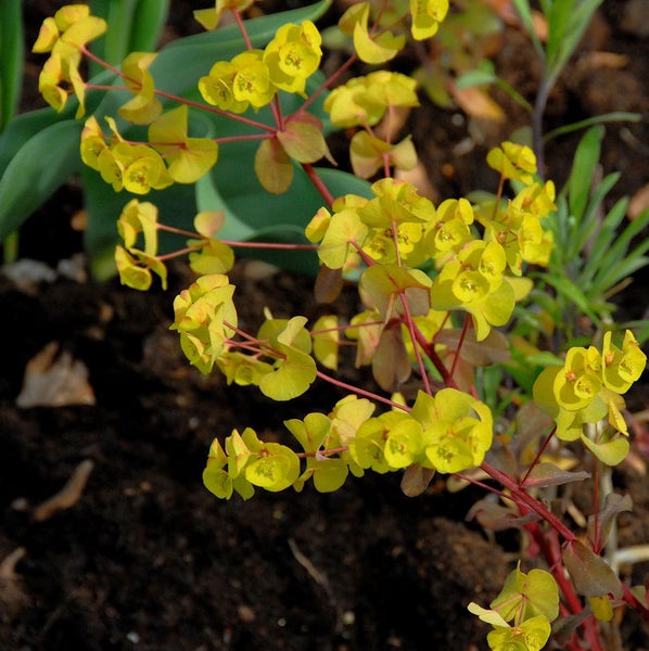 Gelbe Wolfsmilchpflanze im Gartenbeet.