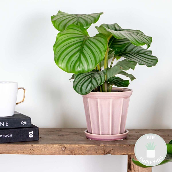 Bloomique - Calathea Orbifolia - Korbmarante -Zimmerpflanzen - Pflegeleicht - Luftreinigend - Haustierfreundlich - Höhe 40-50 cm - Topf 14 cm