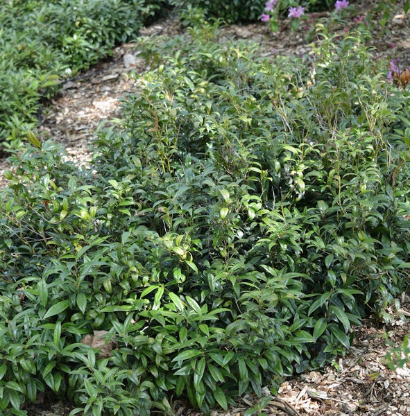 Im Bild ist ein grüner Kirschlorbeerstrauch im Garten zu sehen.