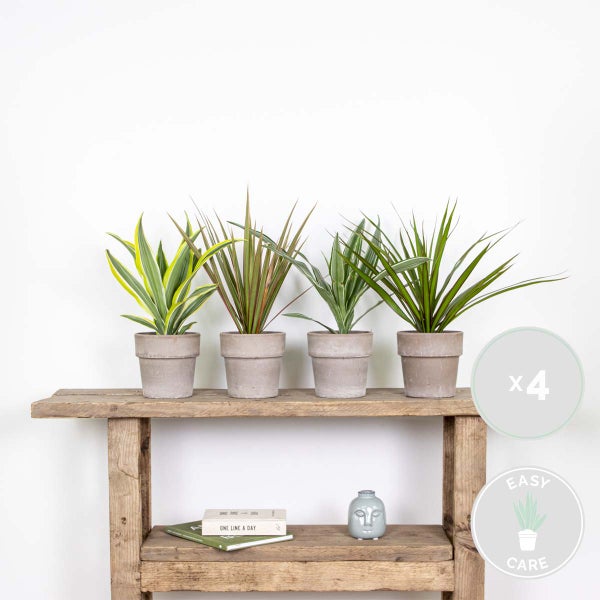 4x Dracaena Zimmerpflanzen Mix -Wahnecki-Marginata-Zitrone-Bicolor - Luftreinigend – ⌀12 cm - ↕25-35