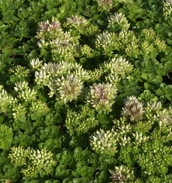 Nahaufnahme einer Felsen-Fetthenne mit Blüten