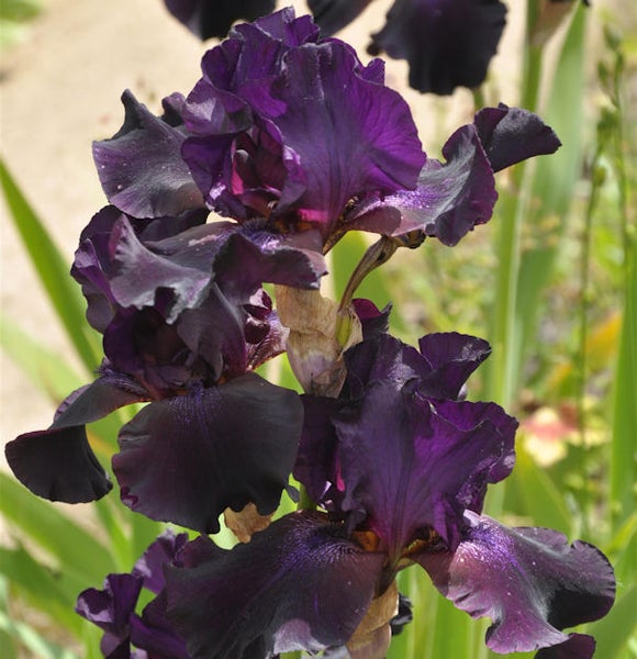 Nahaufnahme von Schwertlilienblüten