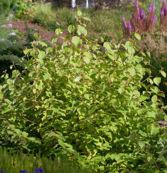 Kornelkirsche mit grünen Blättern im Garten