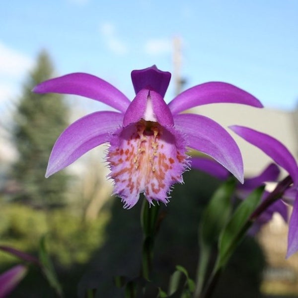 Nahaufnahme einer Pleione-orchidee
