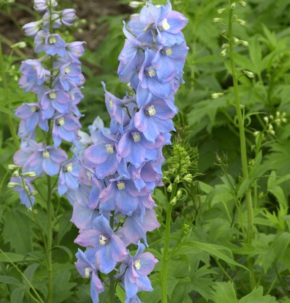 Blauer Rittersporn mit grünen Blättern
