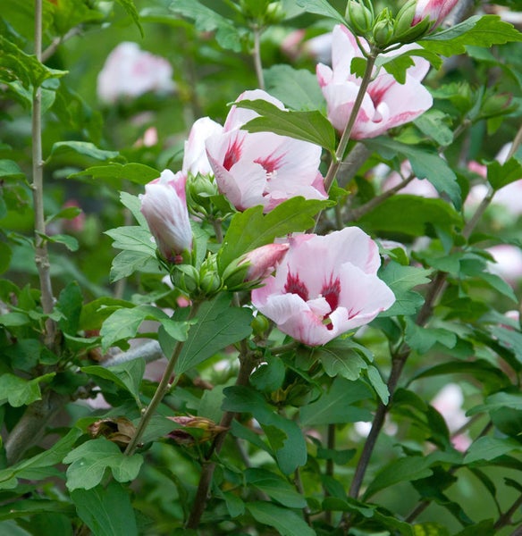 Nahaufnahme eines Hibiskusstrauchs mit rosa-weissen Blüten