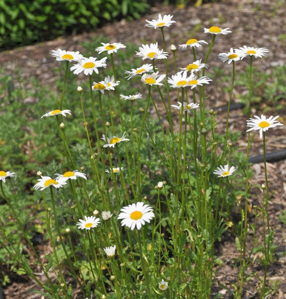 Gruppe von Margeriten im Garten.
