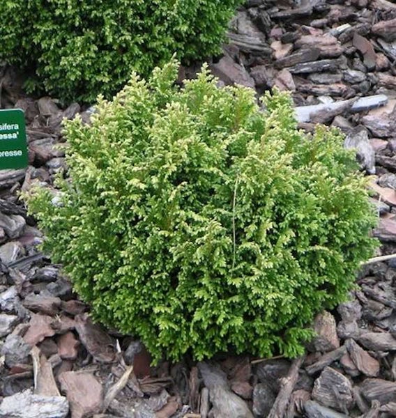 Kugelzypresse im Gartenbeet