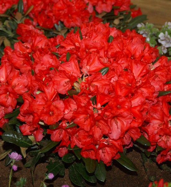 Rhododendron mit roten Blüten