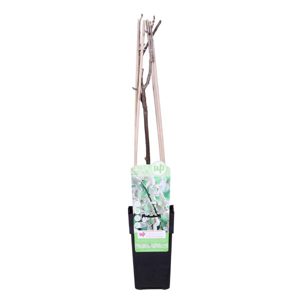Glyzinie 'Alba' – Glyzinie – Weiß – Schlingpflanze – Pflegeleicht – ⌀15 cm – ↕60-70 cm