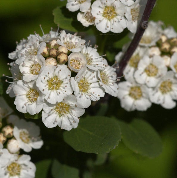 Blütenstand mit kleinen weissen Blüten