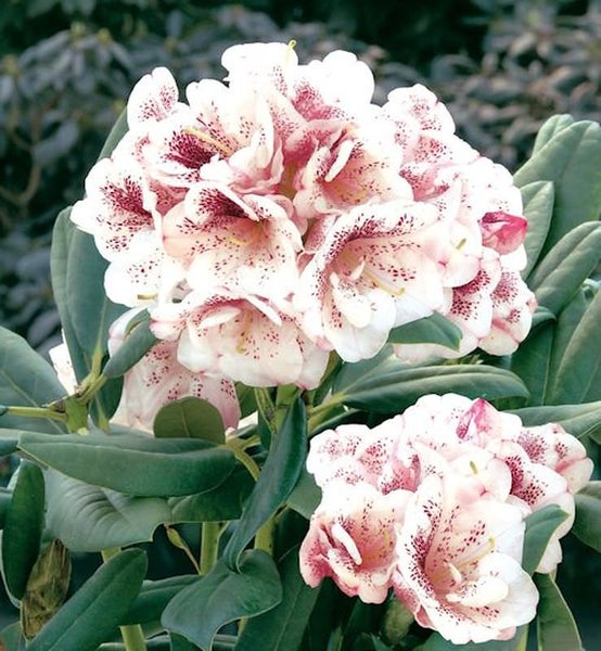 Blühender Rhododendron mit gefleckten Blüten