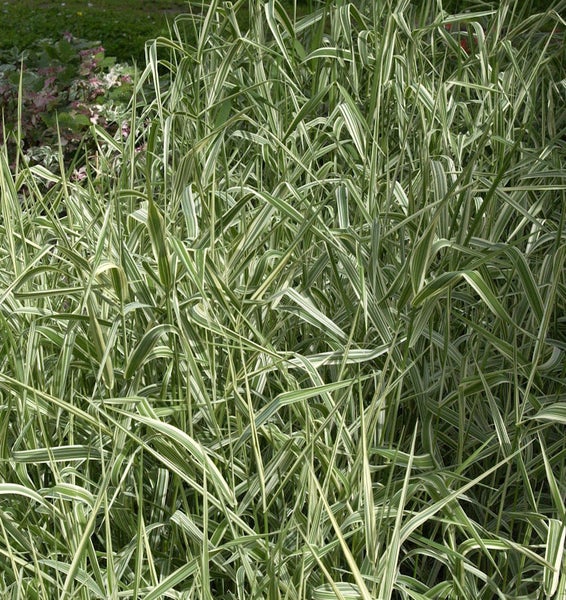 Hohes Ziergras mit gestreiften Blättern im Gartenbeet.