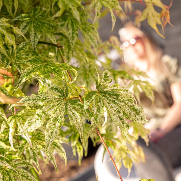 Bloomique - Acer Palmatum 'Ukigumo' - Japanischer Ahorn - Gartenpflanzen - Winterhart - ⌀13 cm - 25-35 cm