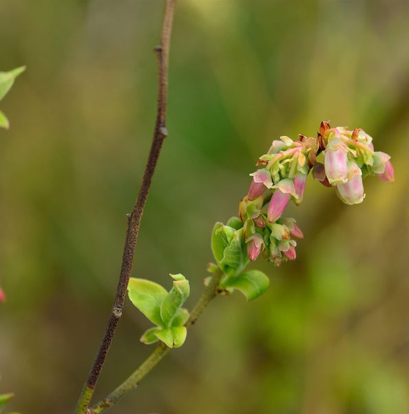Nahaufnahme einer Heidelbeerpflanze mit Blüten und Blättern.
