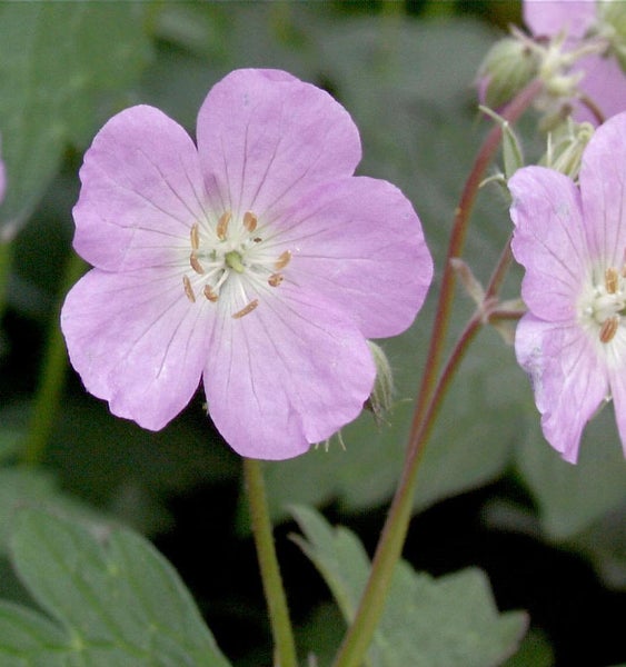 Nahaufnahme einer rosafarbenen Storchschnabelblüte