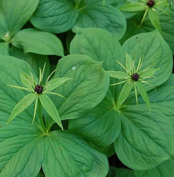Nahaufnahme von Waldmeisterblättern und Blüten