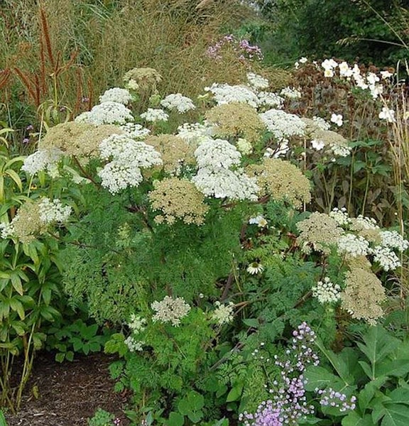 Blühende Wilde Möhre im Garten