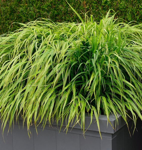 Japanisches Goldbandgras in einem Pflanzgefäß