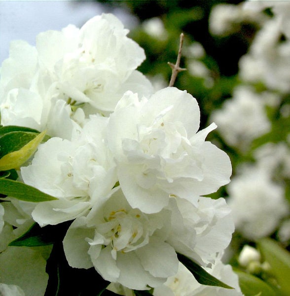 Nahaufnahme einer gefüllten Duftjasminblüte