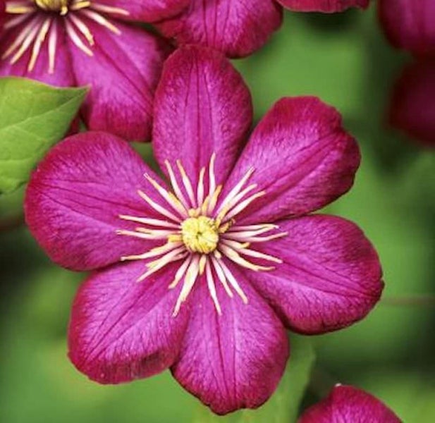 Nahaufnahme einer purpurroten Clematisblüte mit gelben und weißen Staubgefäßen