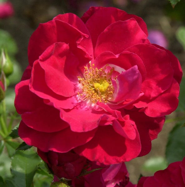 Nahaufnahme einer roten Rosenblüte