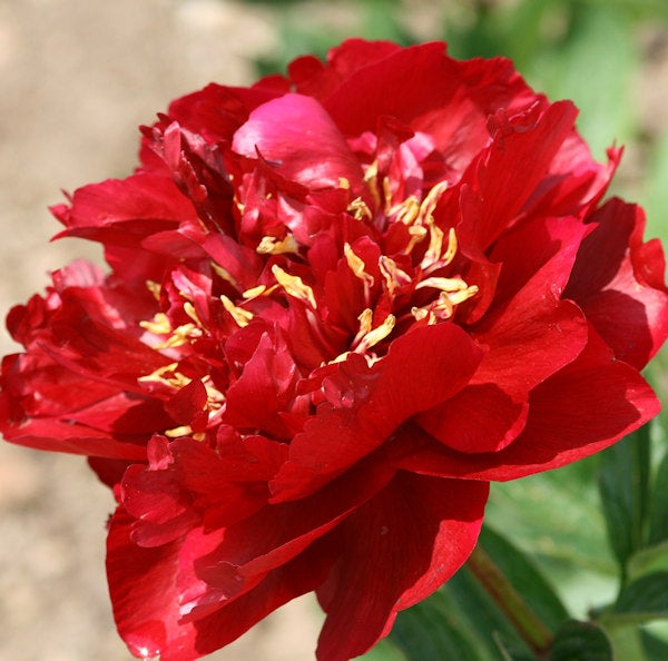 Nahaufnahme einer roten Pfingstrose mit gelben Staubgefäßen