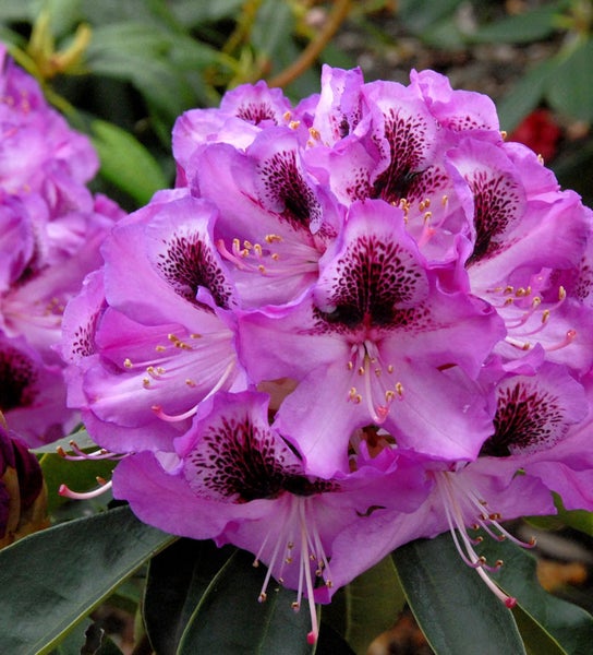 Nahaufnahme einer lila Rhododendronblüte mit dunklen Markierungen